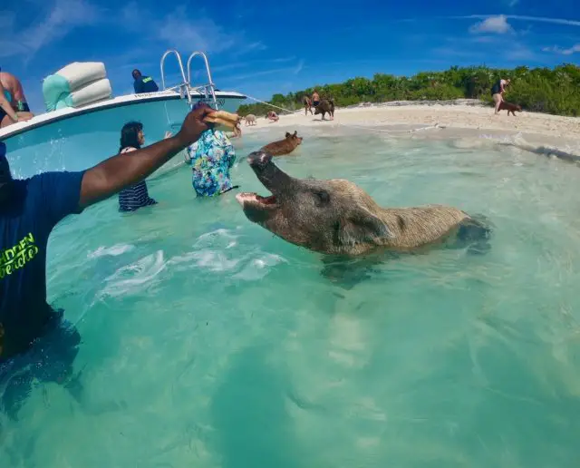 EXACTLY HOW TO SWIM WITH PIGS NASSAU TO EXUMA BAHAMAS TOUR GUIDE | From ...